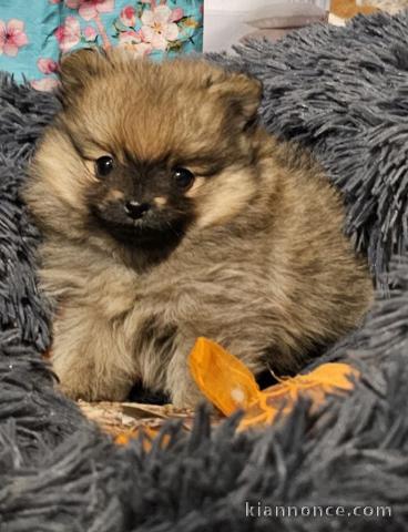 chiot spitz allemand mâle a donner 