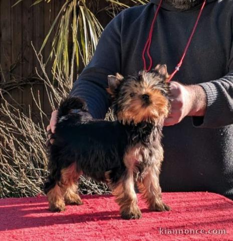 À donner chiot York disponible 