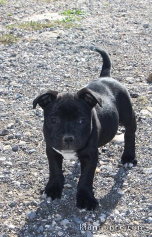 chiot Staff disponible 