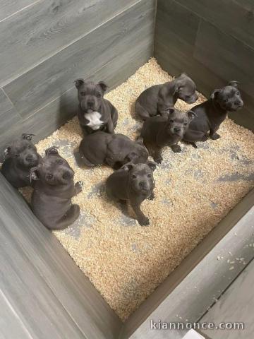 chiot staffie à donner mâle et femelle 