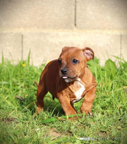 Chiots Staffordshire Bull Terrier pour adoption 