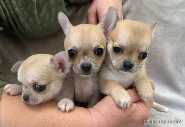 Chiots type chihuahua à donner 