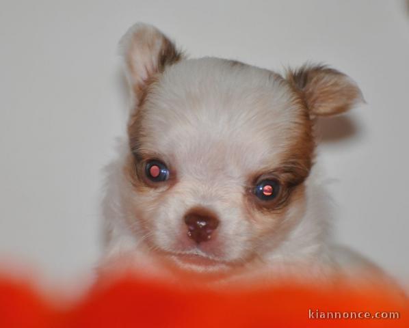 Adoption chiot chihuahua 