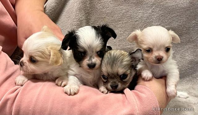 Dons chiot chihuahua disponible 