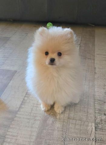 chiot spitz allemand à donner 