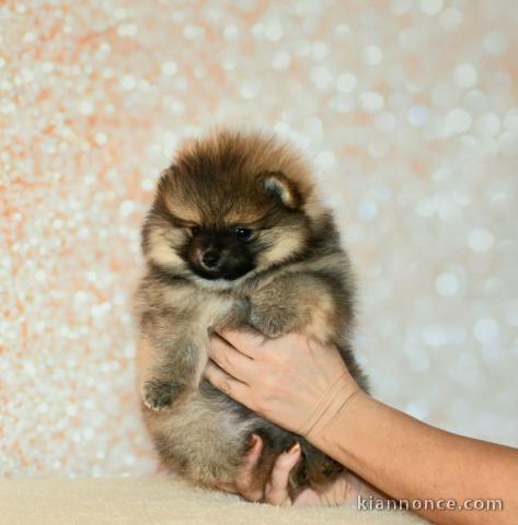 Adorable chiot spitz allemand 