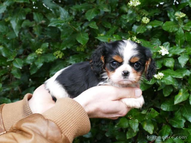 Je donner chiot cavalier king charle femelle 