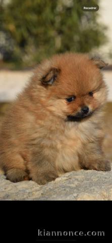 chiot spitz allemand femelle disponible 