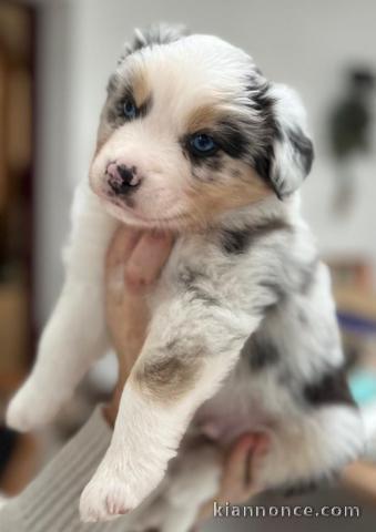 Chiot berger australien disponible 