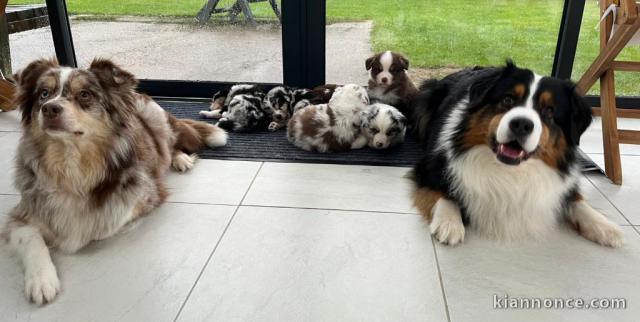 Adoption chiot berger australien disponible 