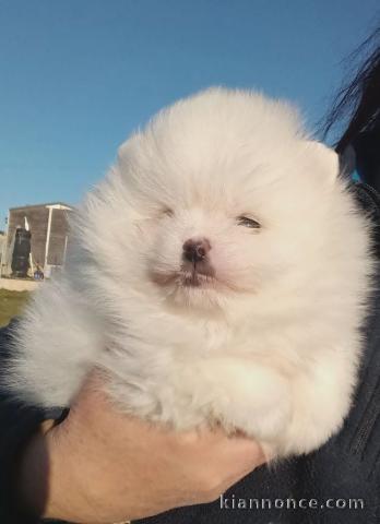 Chiot spitz allemand disponible 