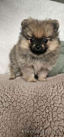 Chiot spitz allemand disponible 