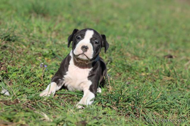 Magnifique chiot American Staffordshire bull terrier