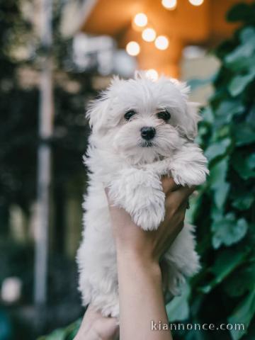 adorable chiot bichon maltais mâle disponible 
