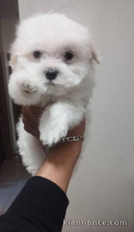 chiot bichon maltais disponible 