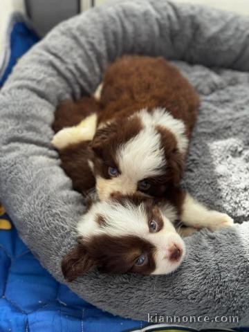 Chiot bichon maltais à adopter 
