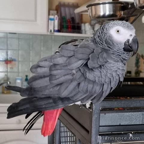 Perroquet gris Gabon adopter disponible 