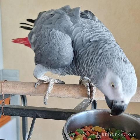 Adoption perroquet gris Gabon disponible 