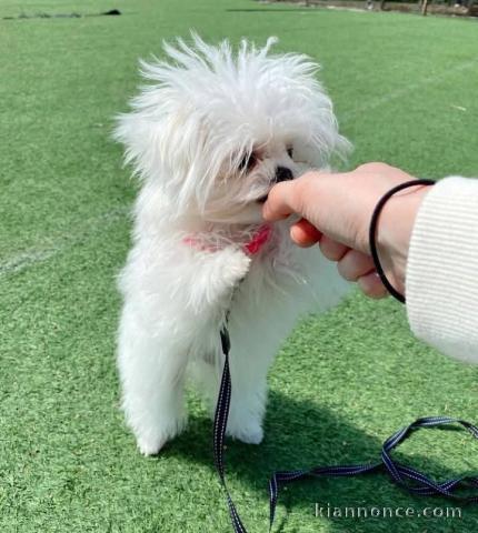 Chiots bichon maltais à adopter 