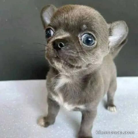 Dons chiot chihuahua disponible 