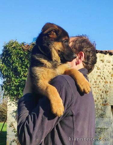 Je donner chiot berger allemand 