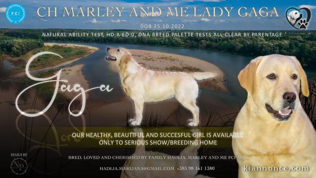 Femelle Labrador Retriever à vendre