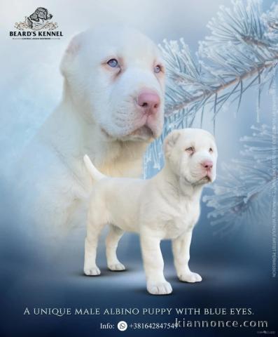 Chiot Albino Chien de Berger d\
