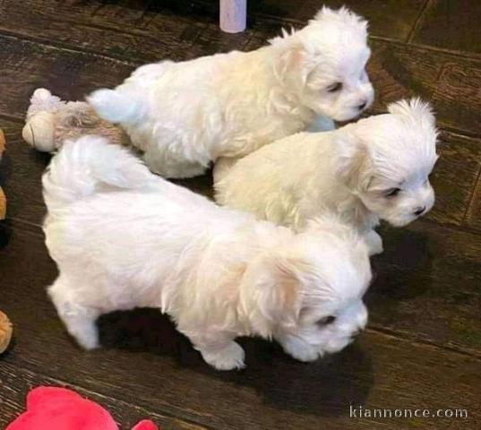 Chiot bichon maltais à adopter 