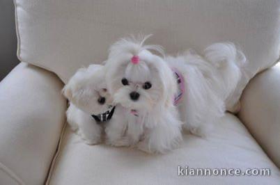 Chiot bichon maltais à adopter 