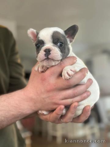 Adoption chiot bouledogue français 