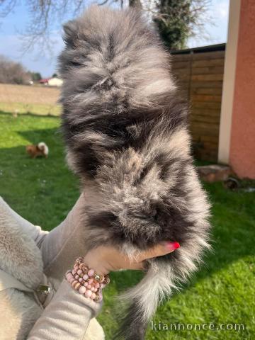 Magnifique chiot spitz nain femelle 