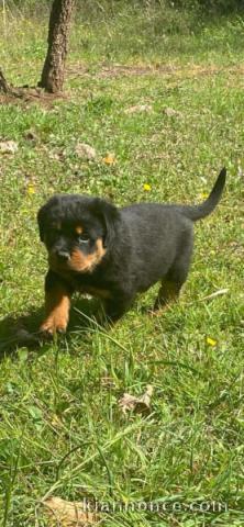Magnifique chiot rottweiler à donner 