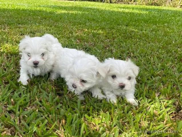 chiot bichon maltais à adopter 