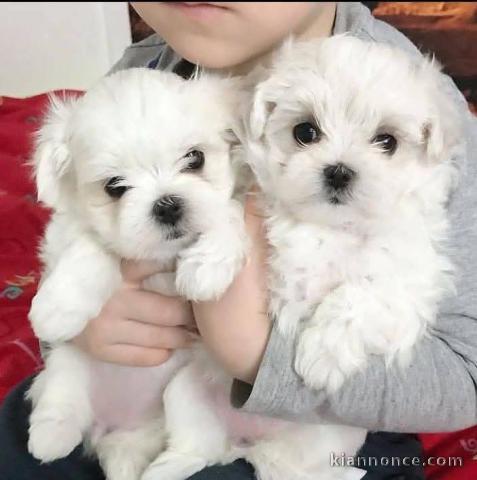 Adoption chiot bichon maltais disponible de suite 
