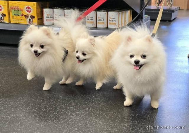 Je donner chiot spitz allemand disponible 