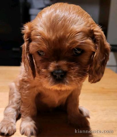 Chiot cavalier king charle femelle à donner 