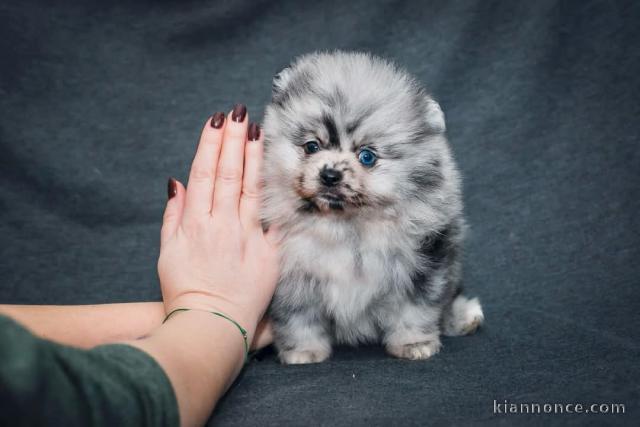 Adorable chiot spitz nain disponible de suite 