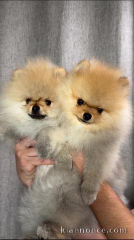 Dons chiot spitz nain disponible de suite 