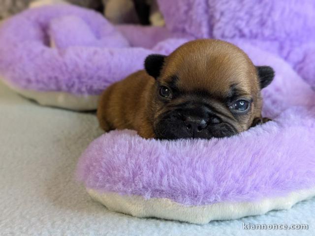 Adoption chiot bouledogue français disponible de suite 