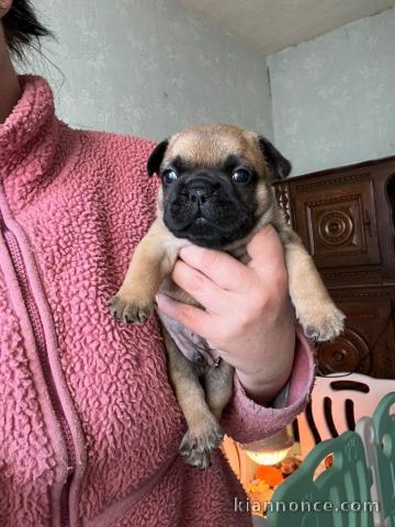 je donner chiot bouledogue français 