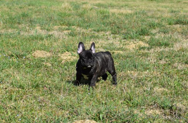 Adoption chiot bouledogue français 