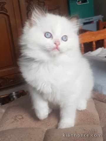 Adoption chatons ragdoll disponible 