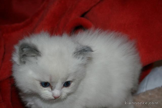 Adoption chatons ragdoll disponible 
