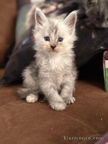 Adoption chatons maine coon disponible 
