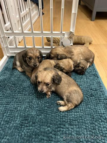 Chiot teckel disponible pour adoption 