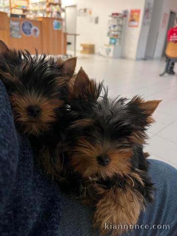 Adoption chiot Yorkshire disponible de suite 