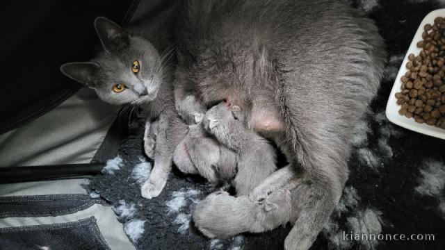 Chatons chartreux disponible pour adoption 