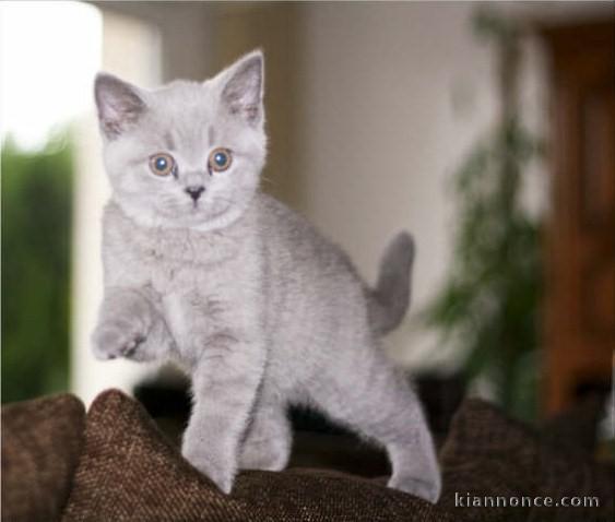 Chatons chartreux disponible pour adoption 