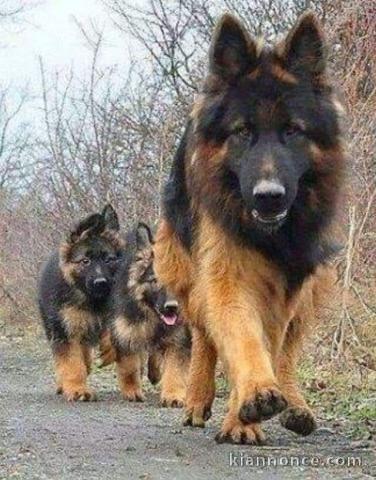 Adoption chiot berger allemand disponible 