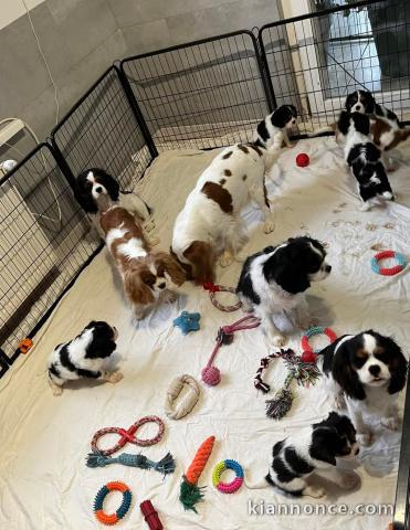 chiot cavalier king charle à adopter 
